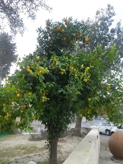 IMGP1510.jpg